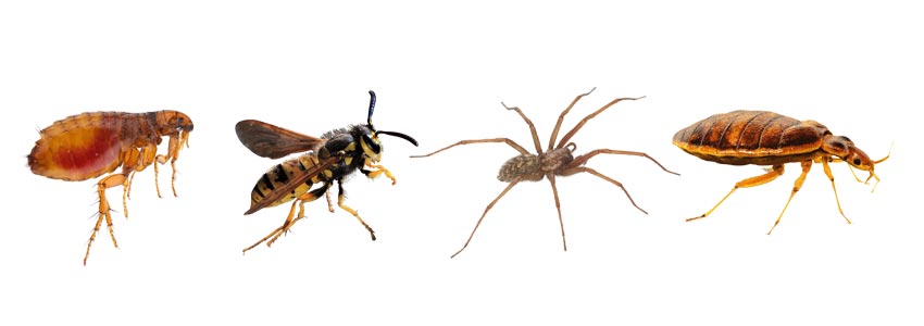 Comment se protéger des piqûres d’insectes ?