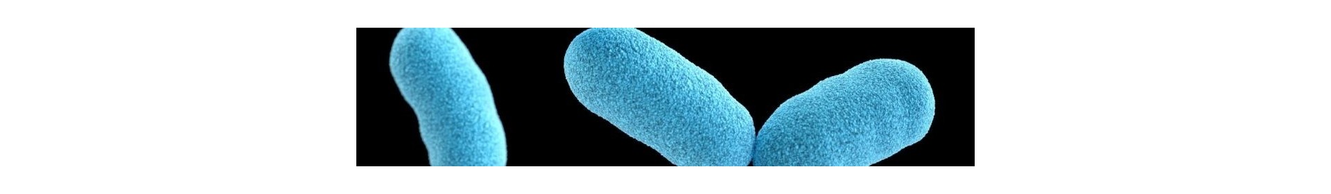 Microbiote