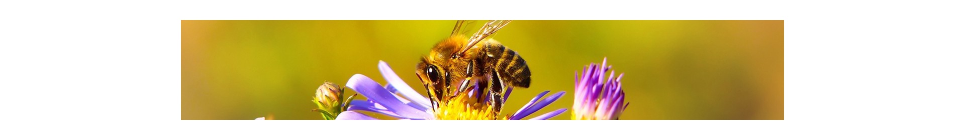 Abeilles