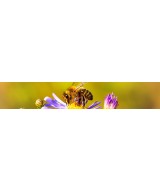 Abeilles
