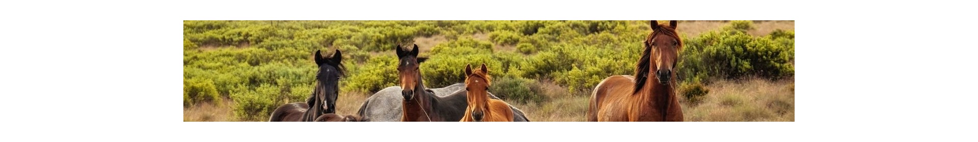 Chevaux