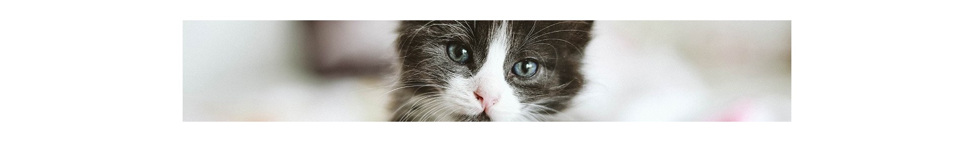 Chats-chiens-oiseaux-autres mammifères