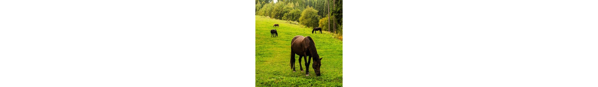 Problèmes de reins ou incontinence chez le cheval