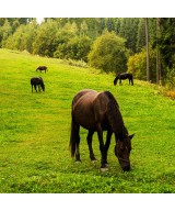 Reins