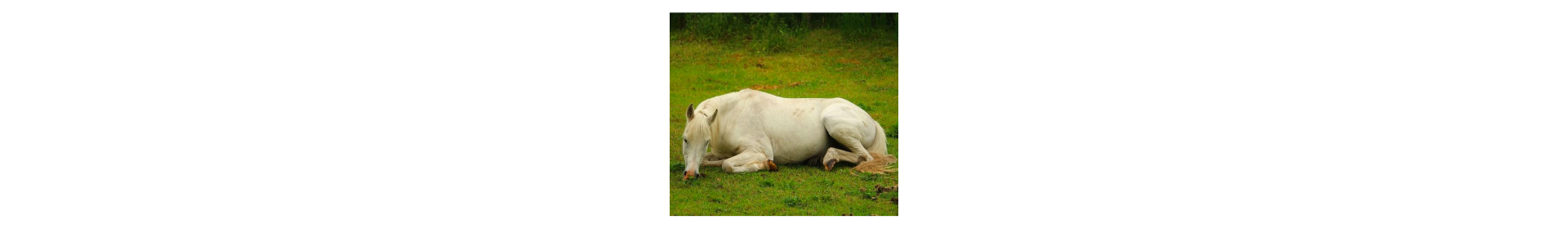 Fourbure du cheval