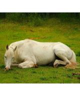 Fourbure du cheval