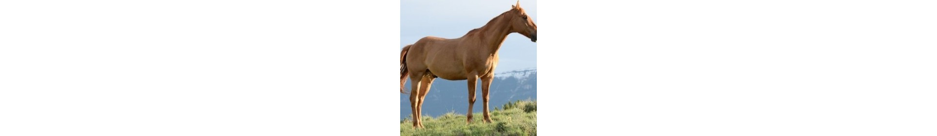 Soin de l'arthrose du cheval