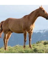 Arthrose du cheval